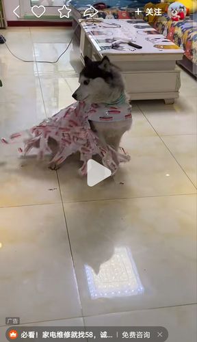 快手普拉达哈士奇生病