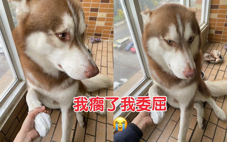 快手普拉达哈士奇生病