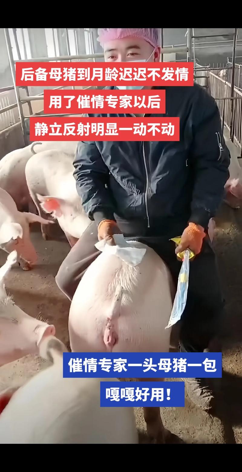 快手猪穿内裤图片视频