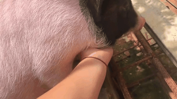 快手猪穿内裤图片视频