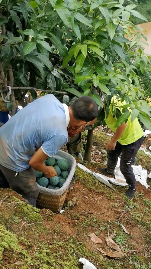 快手钦州两兄弟没爸妈