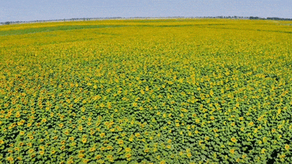 抖音向日葵动态壁纸励志