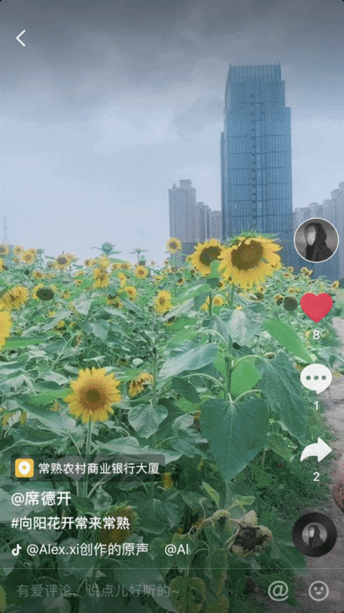 抖音向日葵动态壁纸励志