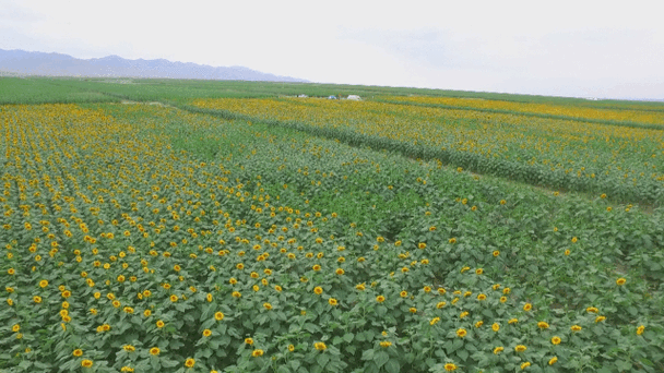 抖音向日葵动态壁纸励志