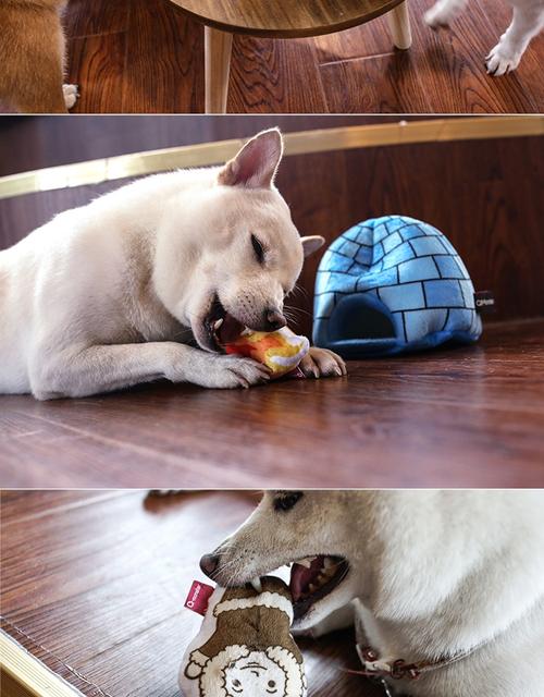 抖音同款狗狗自动取食器