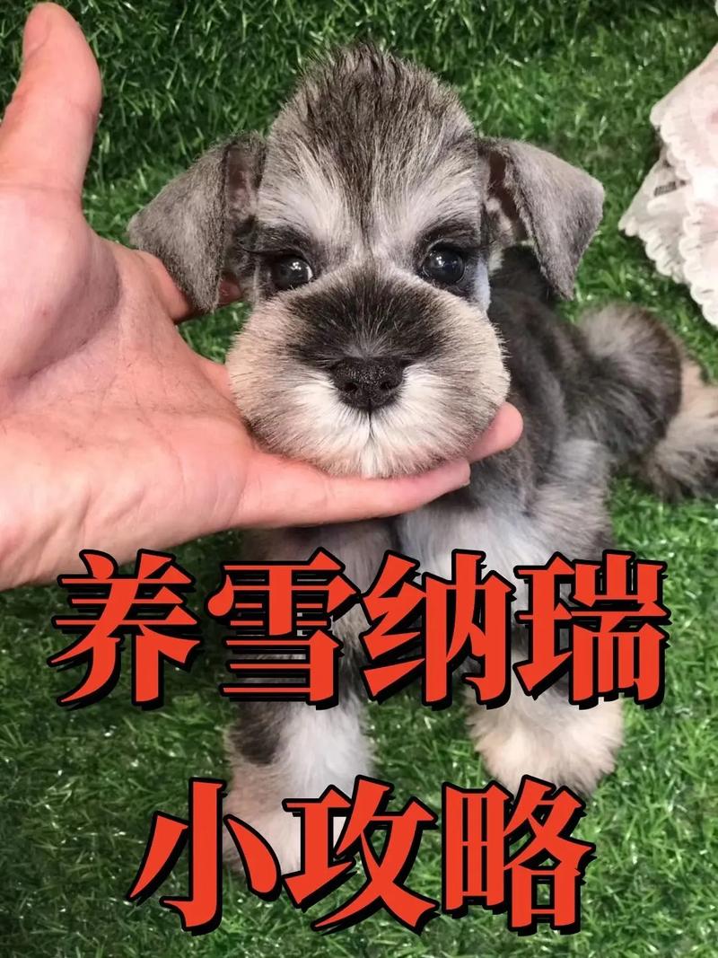 快手领养狗狗是真的吗