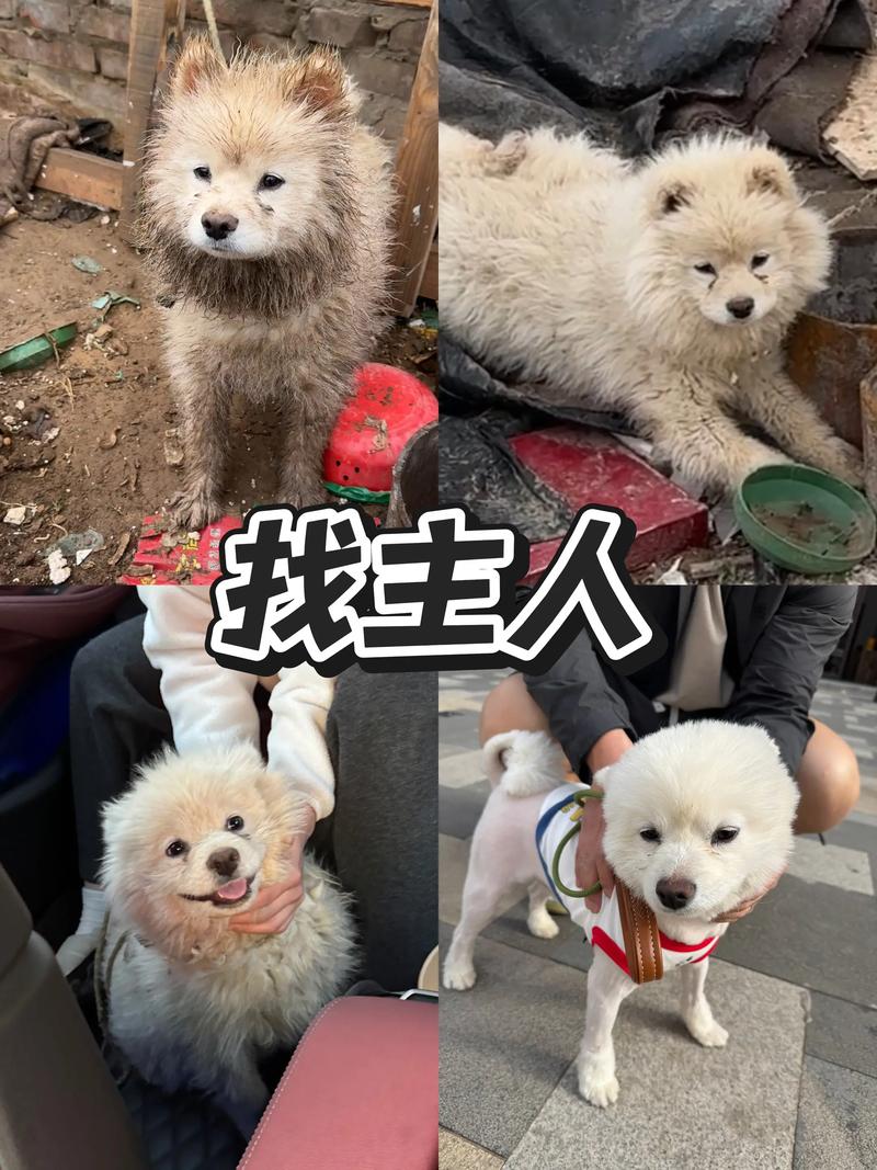 快手领养狗狗是真的吗