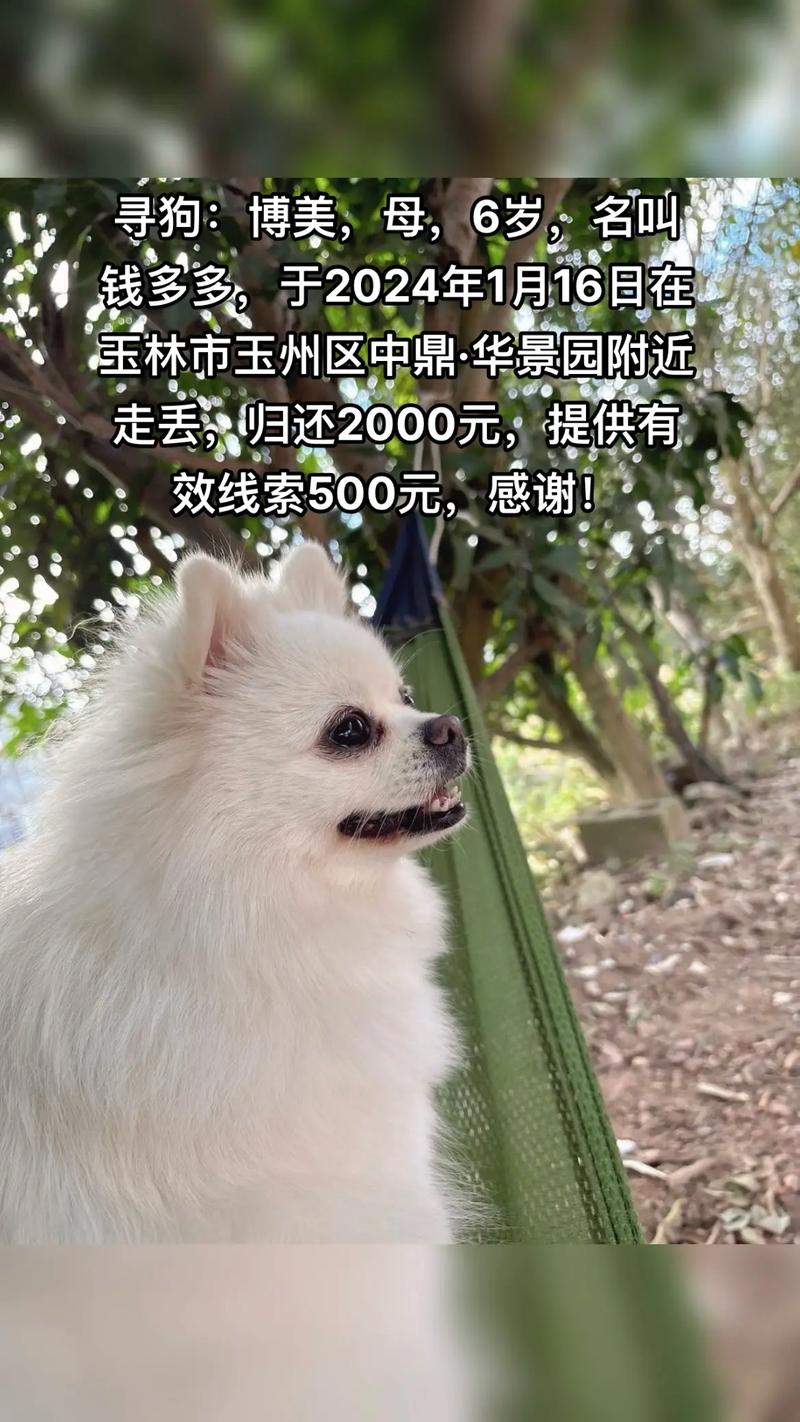 快手领养狗狗是真的吗