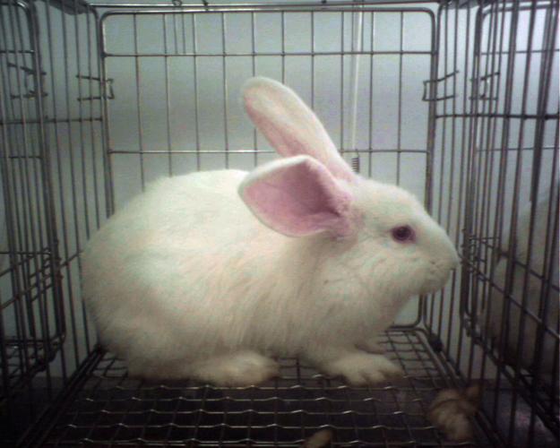 快手有关养兔子的id