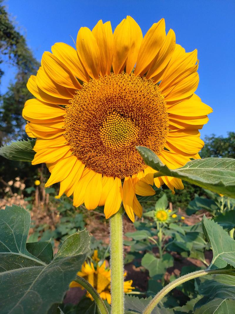 向日葵抖音萨克斯bgm