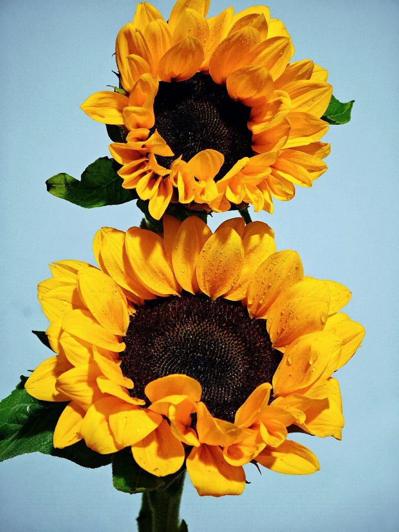 向日葵抖音萨克斯bgm