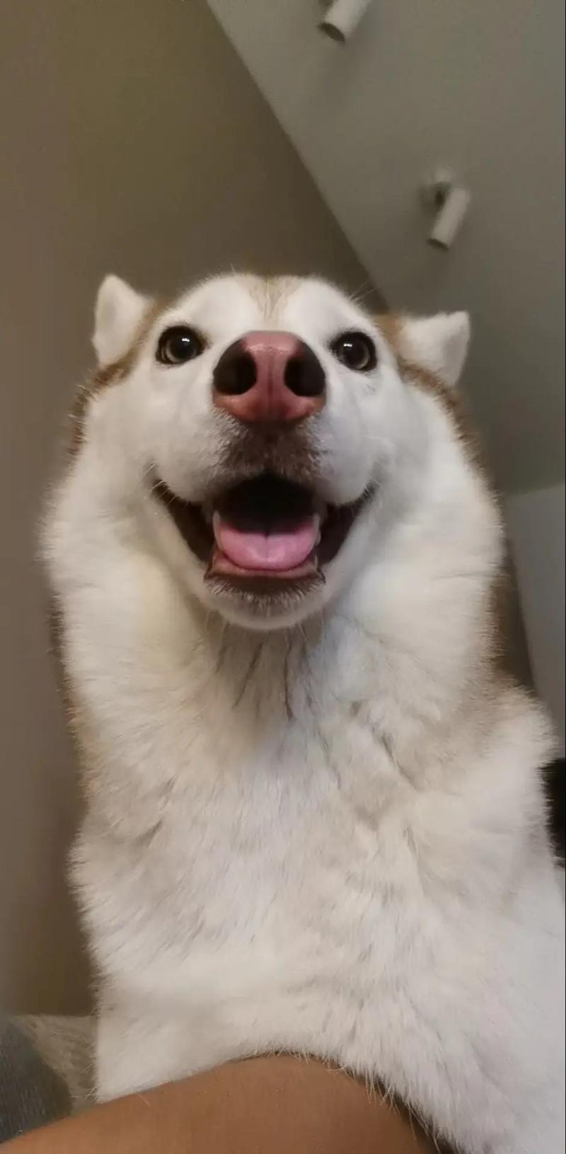 快手上叫国王的哈士奇