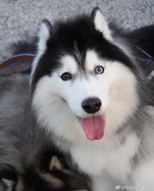 快手上叫国王的哈士奇