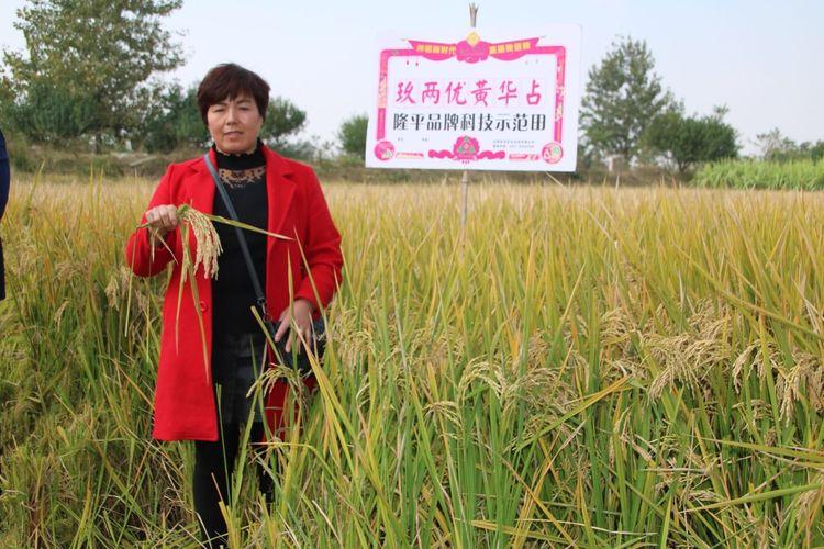 黄华占直播几月份为宜