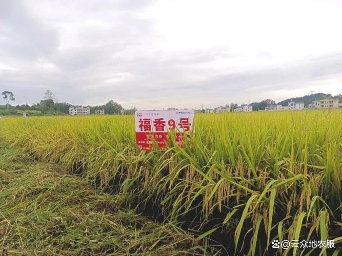 黄华占直播几月份为宜