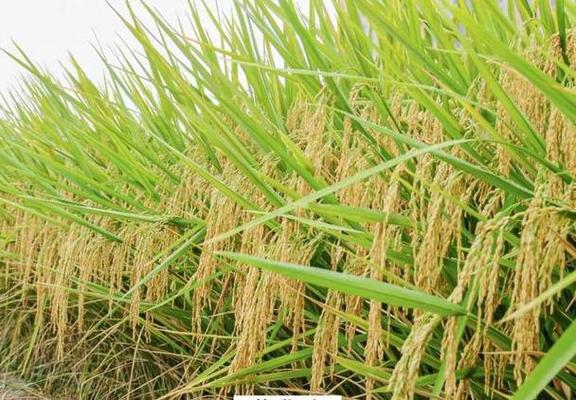 黄华占直播几月份为宜