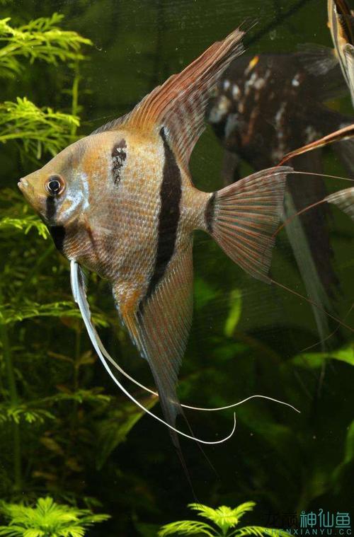 神仙直播间我叫鱼得水