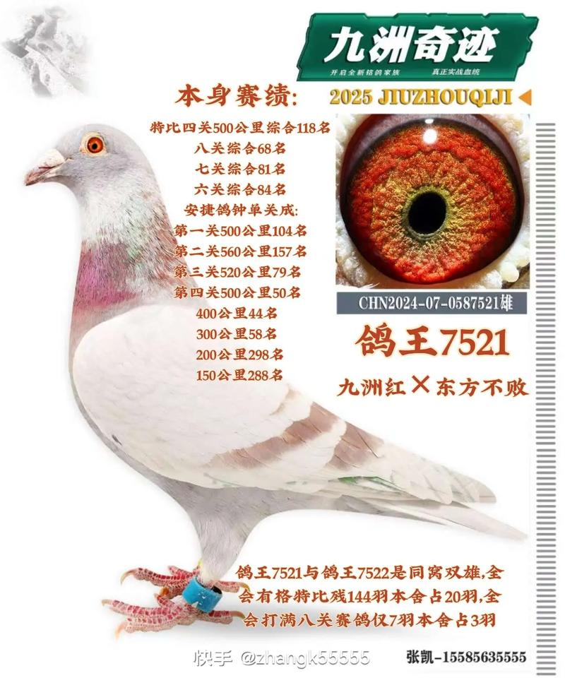 遂宁火车头赛鸽直播网