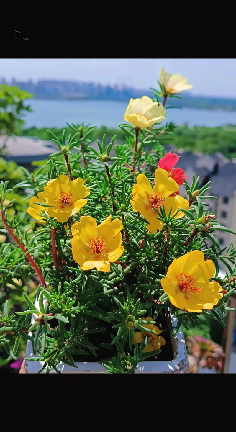 抖音太阳花什么牌子最好