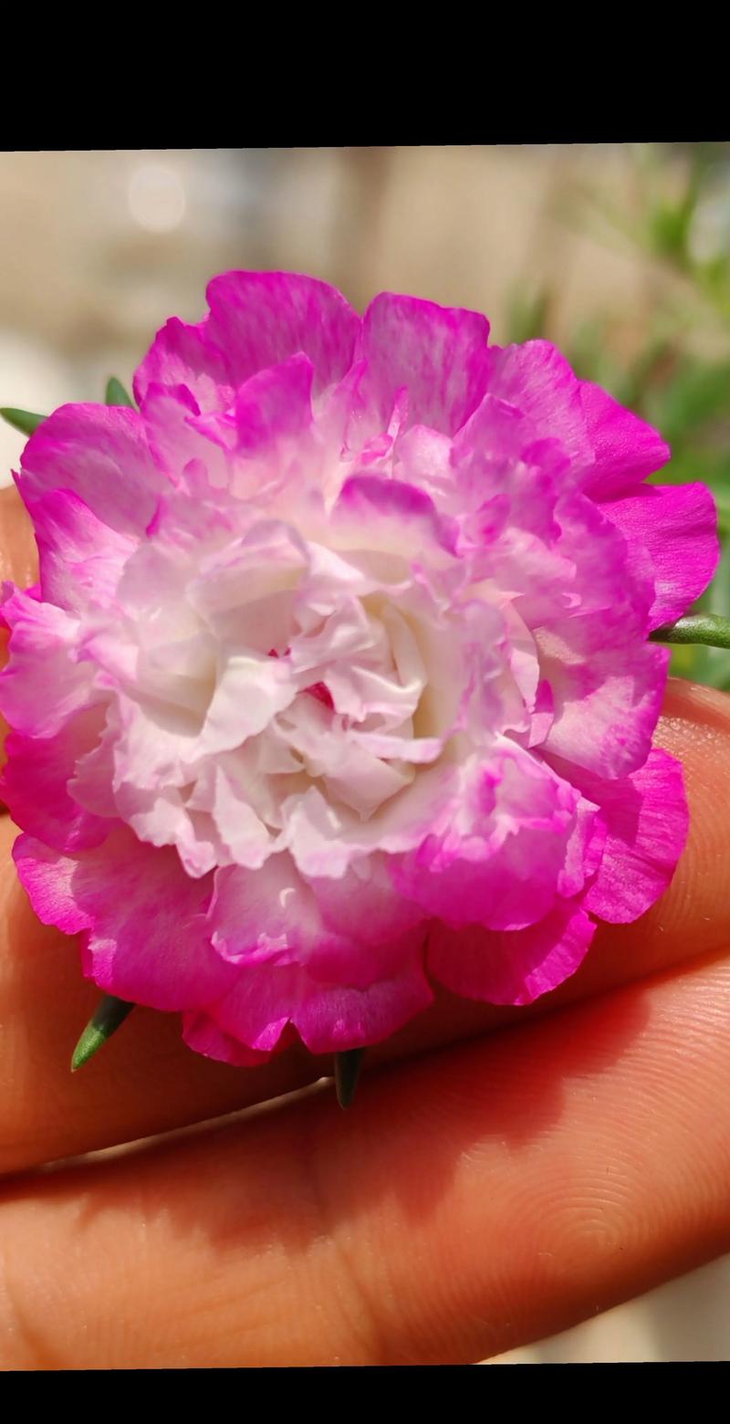 抖音太阳花什么牌子最好