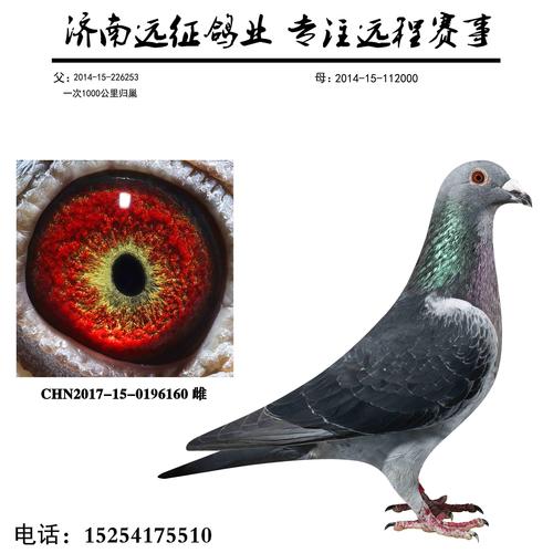 中国信鸽网赛事直播2