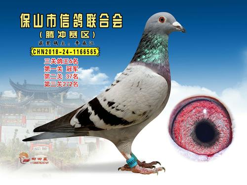 六盘水信鸽协会事直播
