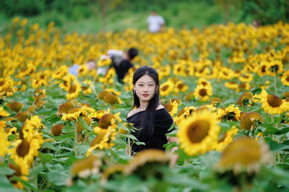 妖娆太阳花time抖音