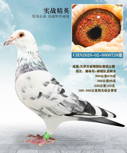 重庆市永川区赛鸽直播