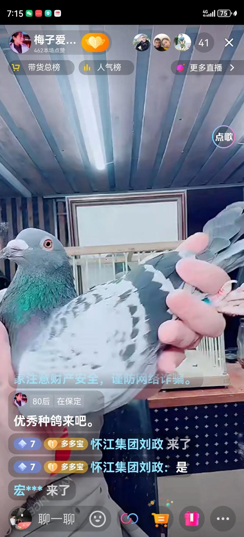 四川宜宾信鸽赛事直播