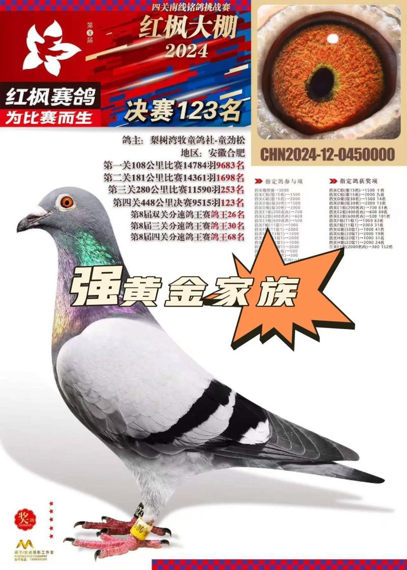 四川宜宾信鸽赛事直播