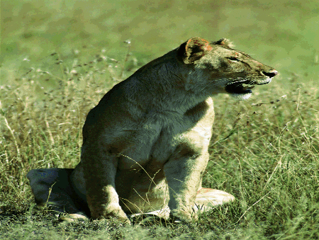 gif快手怎么上热门