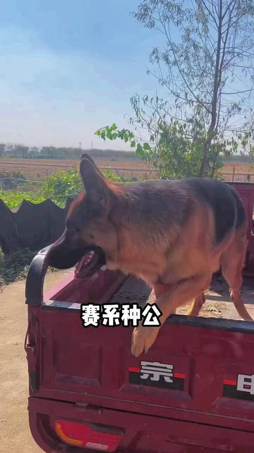 德牧比赛赛级视频直播