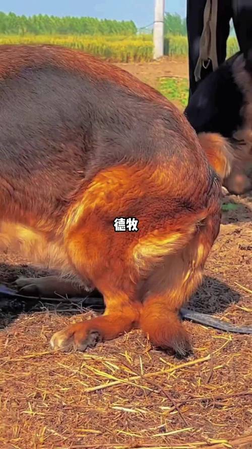 德牧比赛赛级视频直播