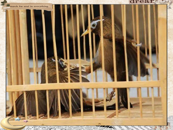 白画眉鸟打斗视频直播