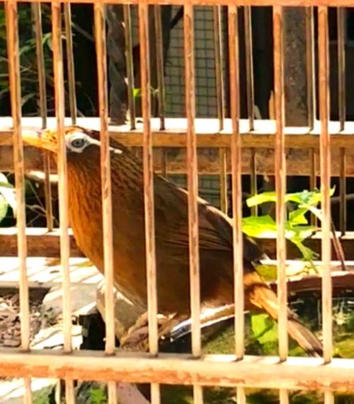 白画眉鸟打斗视频直播