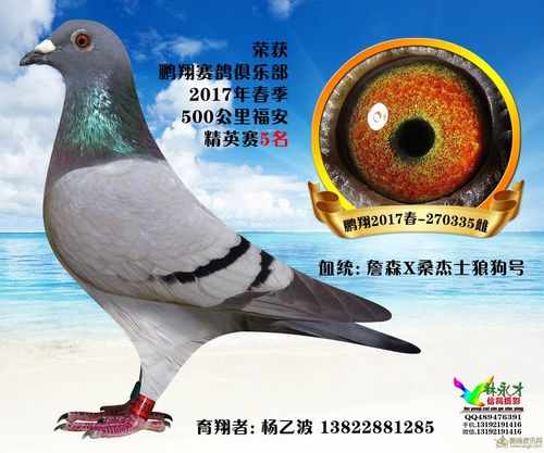 汕头鹏翔赛鸽成绩直播