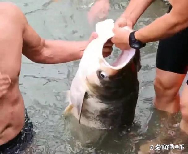 青鱼水下咬钩视频直播