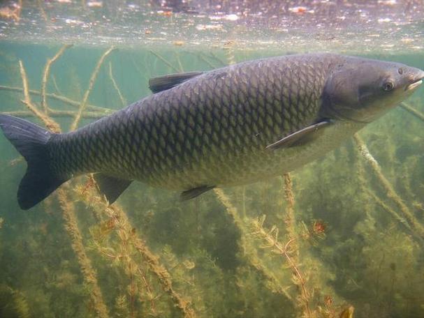 青鱼水下咬钩视频直播