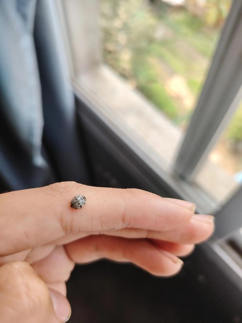 抖音上的绣的七星瓢虫