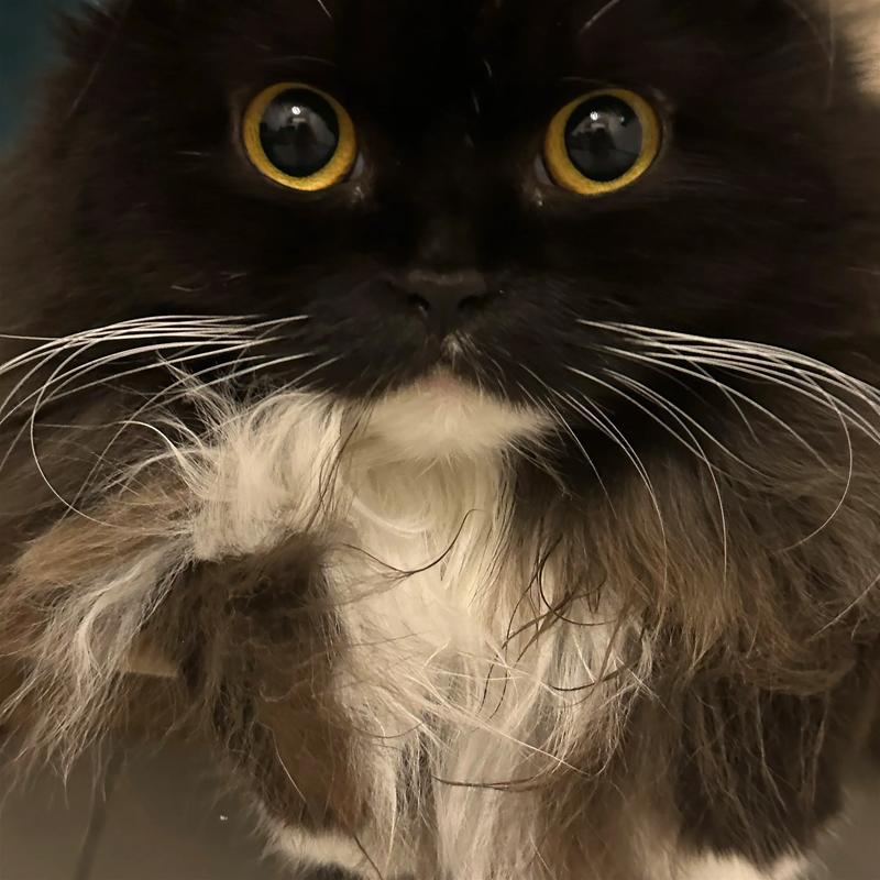 快手红人黑猫大人资料