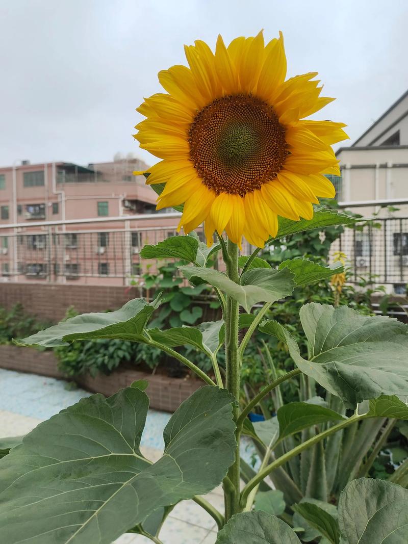 抖音播放歌曲的向日葵