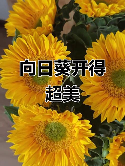 抖音播放歌曲的向日葵