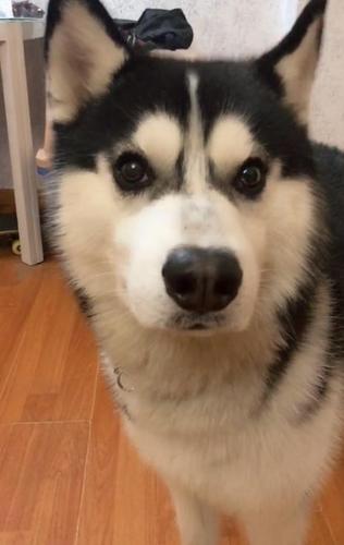 哈士奇子弹快手叫什么