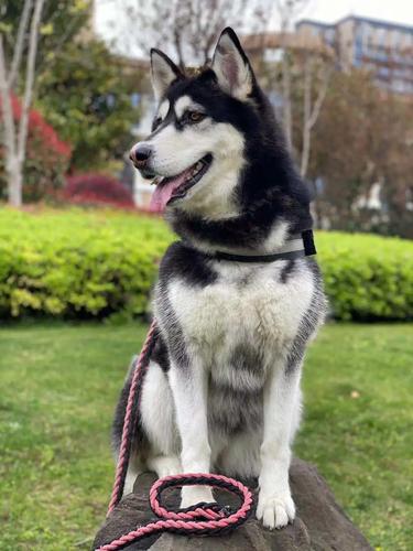 哈士奇子弹快手叫什么