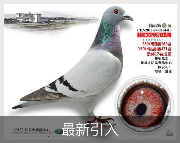 宜宾联盟赛鸽现场直播