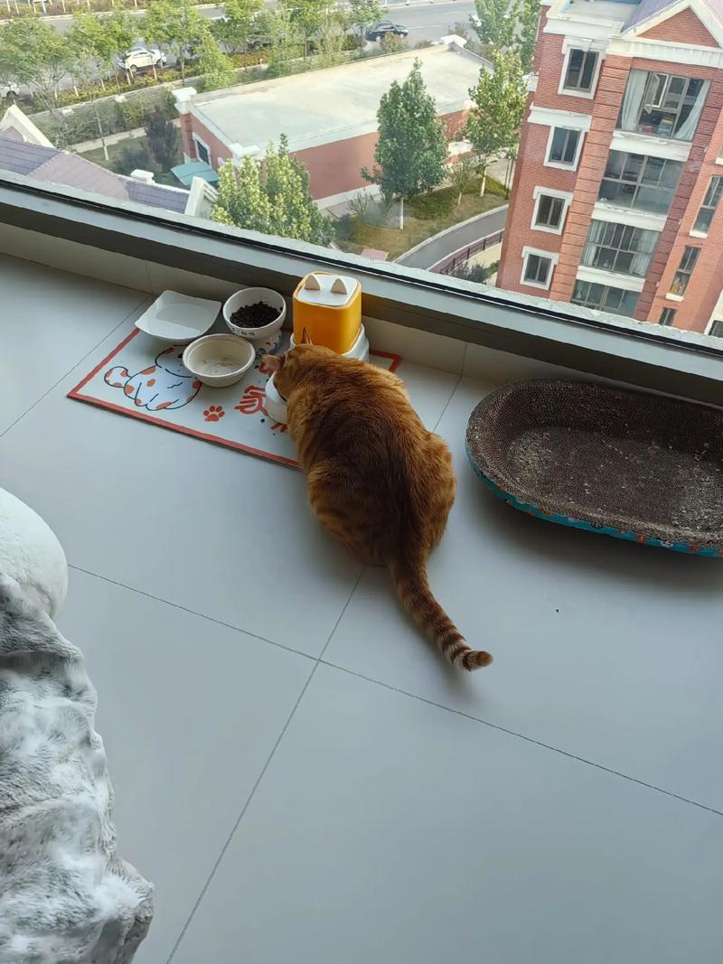 抖音热门九宫格黄胖子