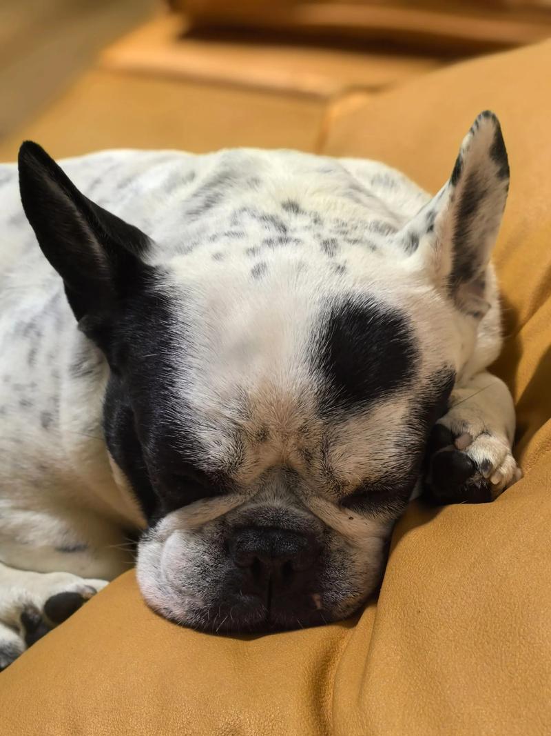 法斗地垫圆形抖音同款