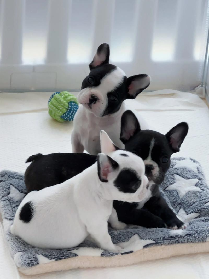 法斗地垫圆形抖音同款