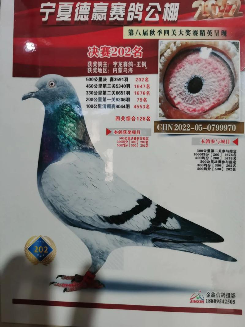 中国信鸽信息直播平台