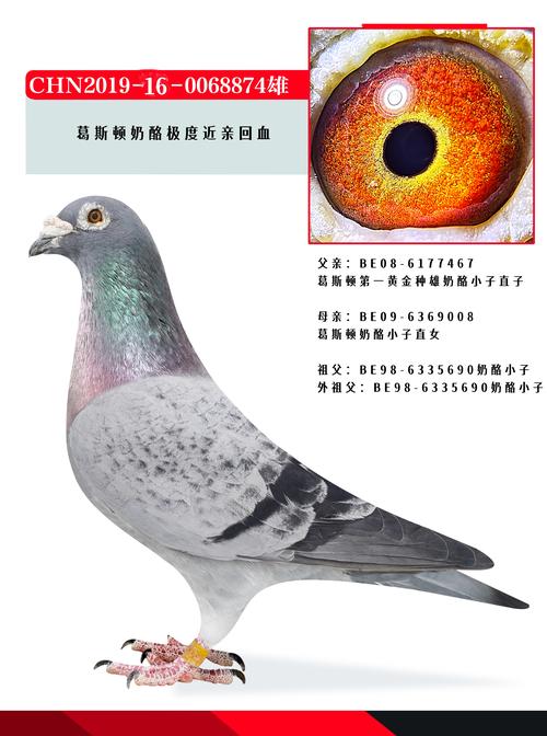 中国信鸽信息直播平台